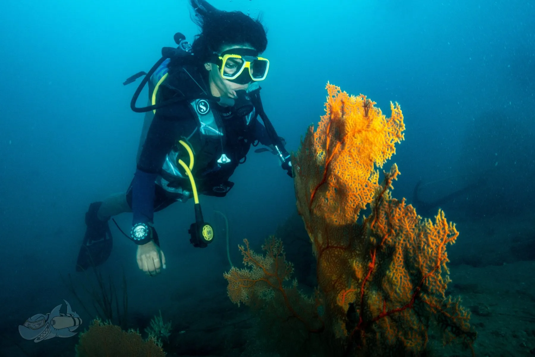 Diver in horizontal trim hovering beside a large orange gorgonian sea fan on a reef