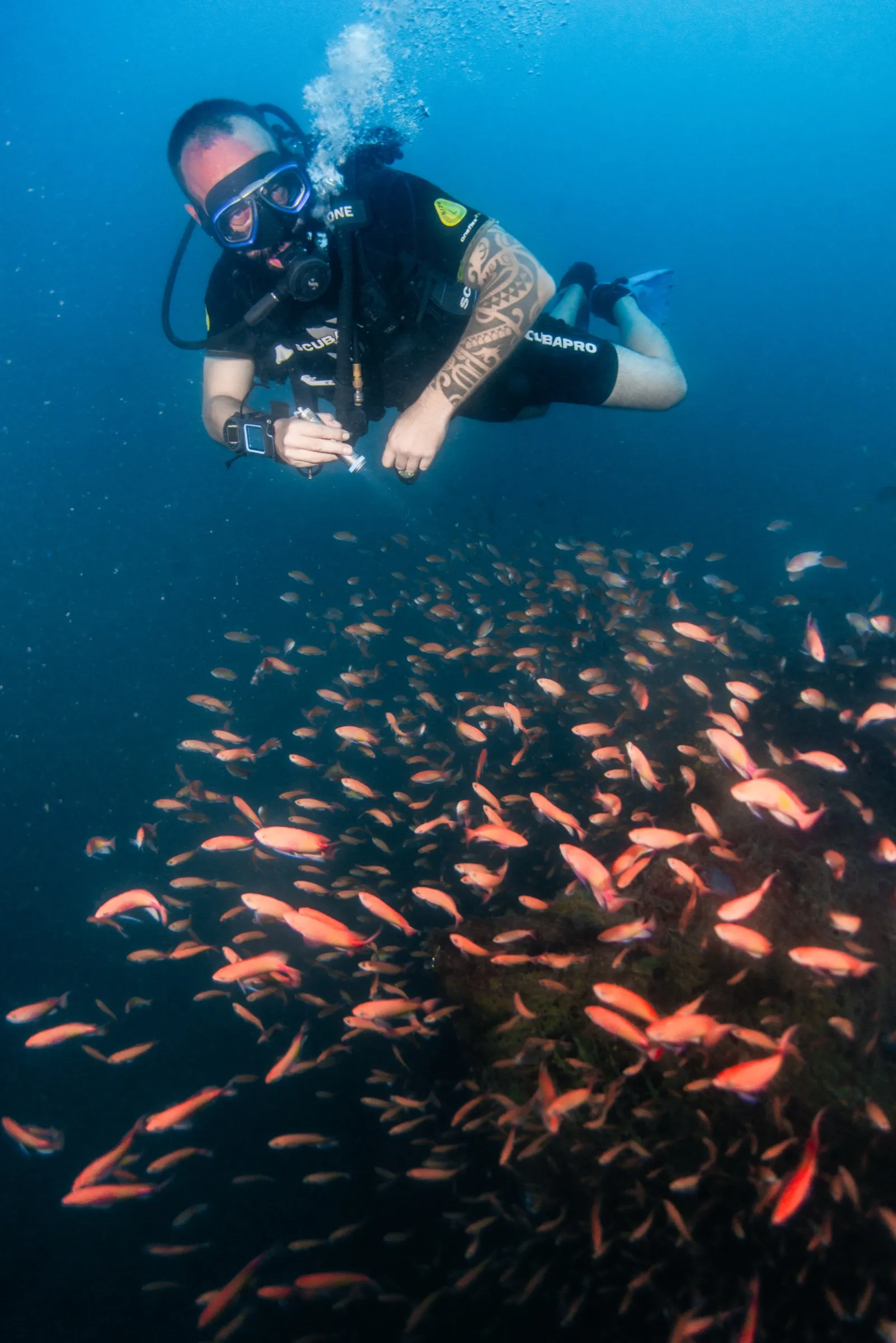 Diver in horizontal trim holding a camera light, hovering above a large school of orange anthias over a reef