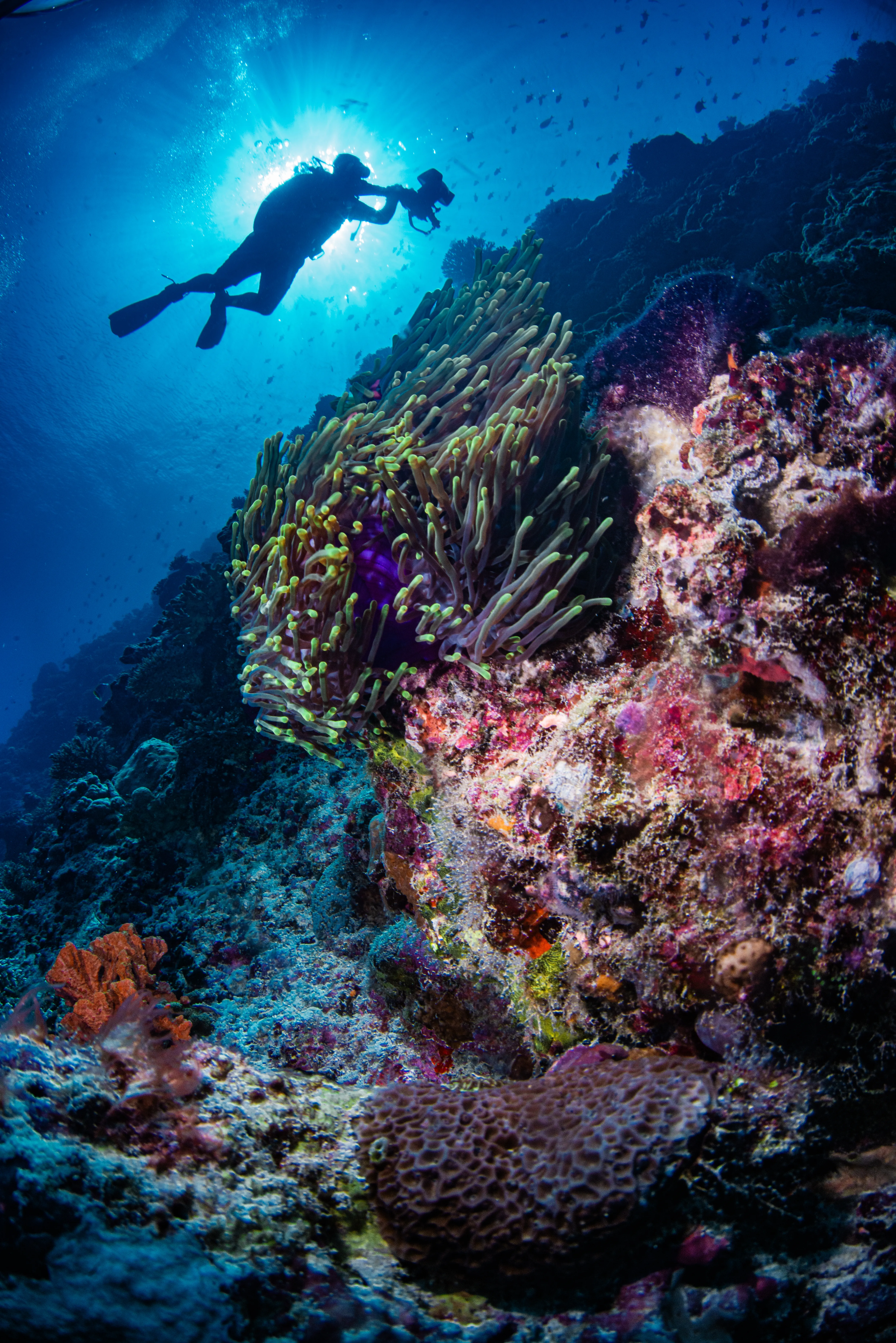 Silhouetted diver finning over a coral wall, backlit by the sun as the reef falls into deep blue water