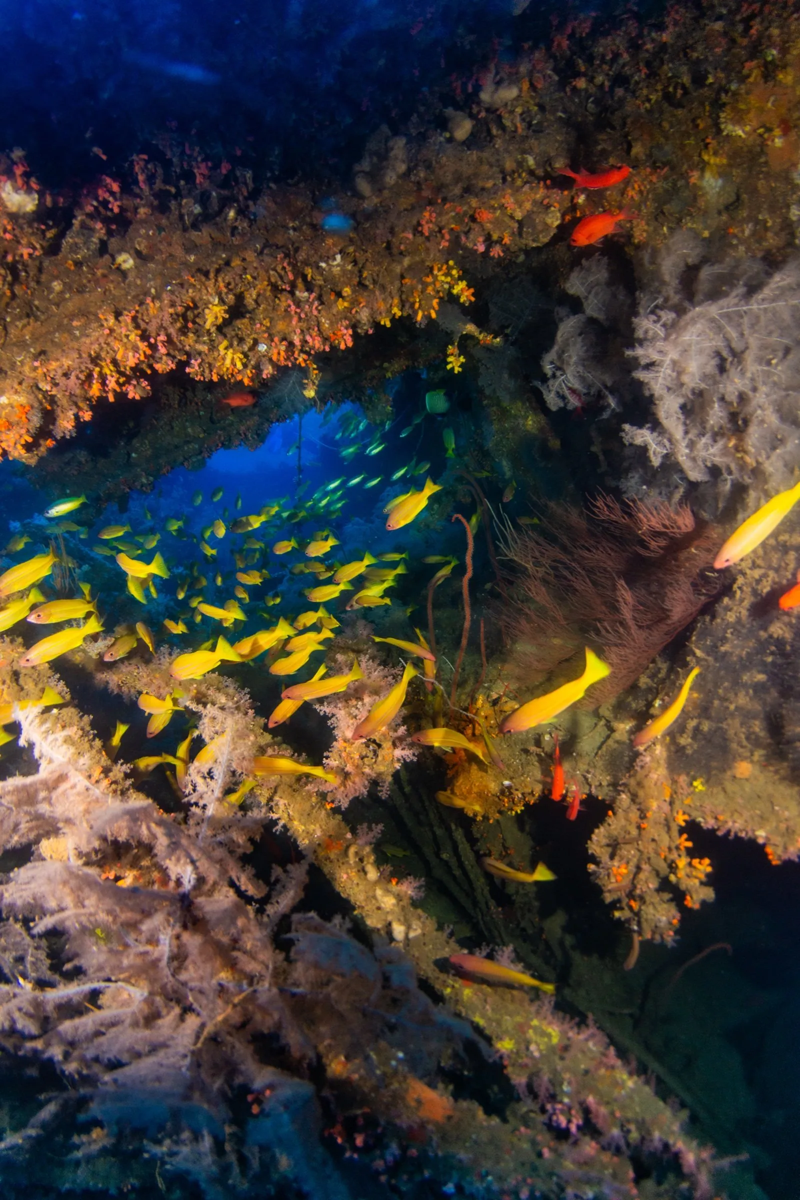School of yellow snapper passing through a coral-encrusted opening in a wreck