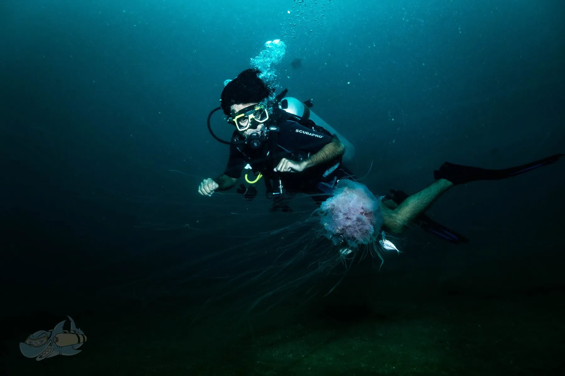 Diver swimming above a large jellyfish trailing long tentacles in dark blue water