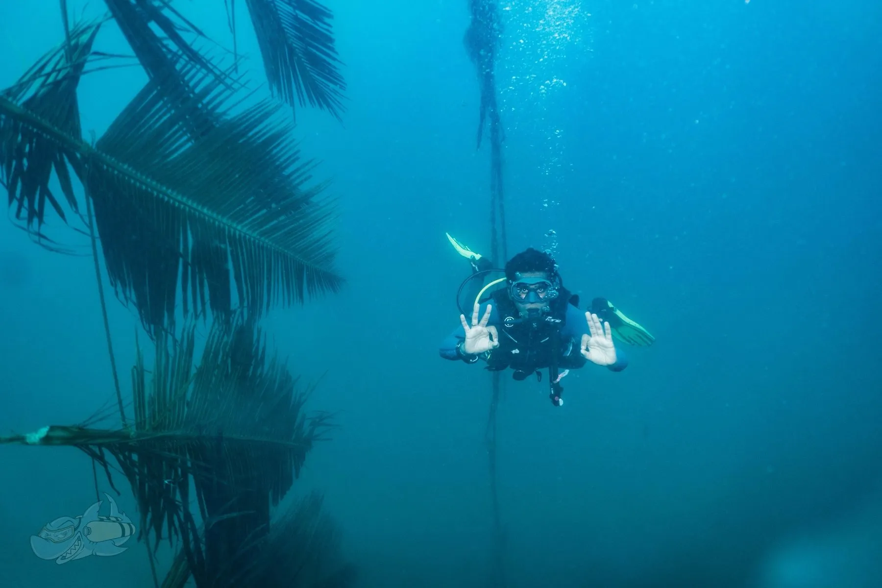 Diver giving an OK signal with both hands beside submerged palm fronds and a descent line