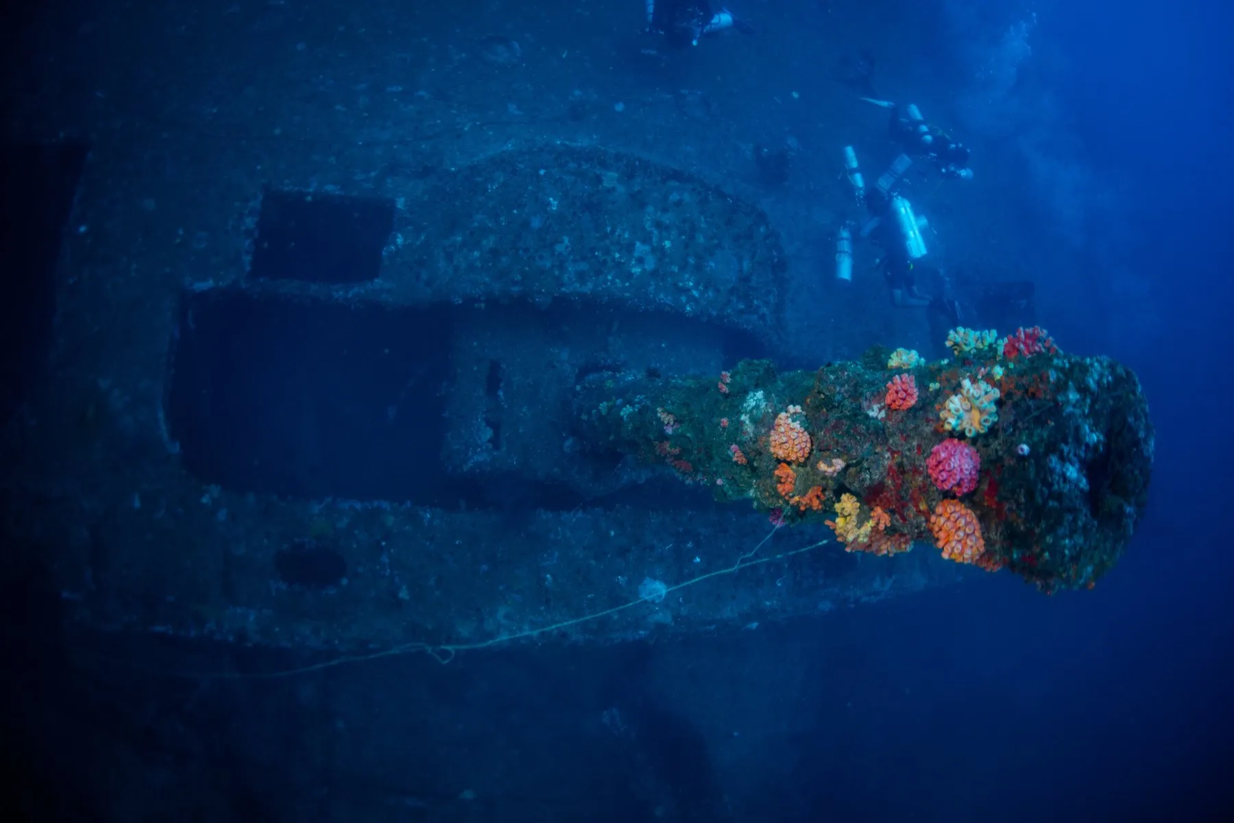 Coral-encrusted gun barrel protruding from a wreck hull with two divers above