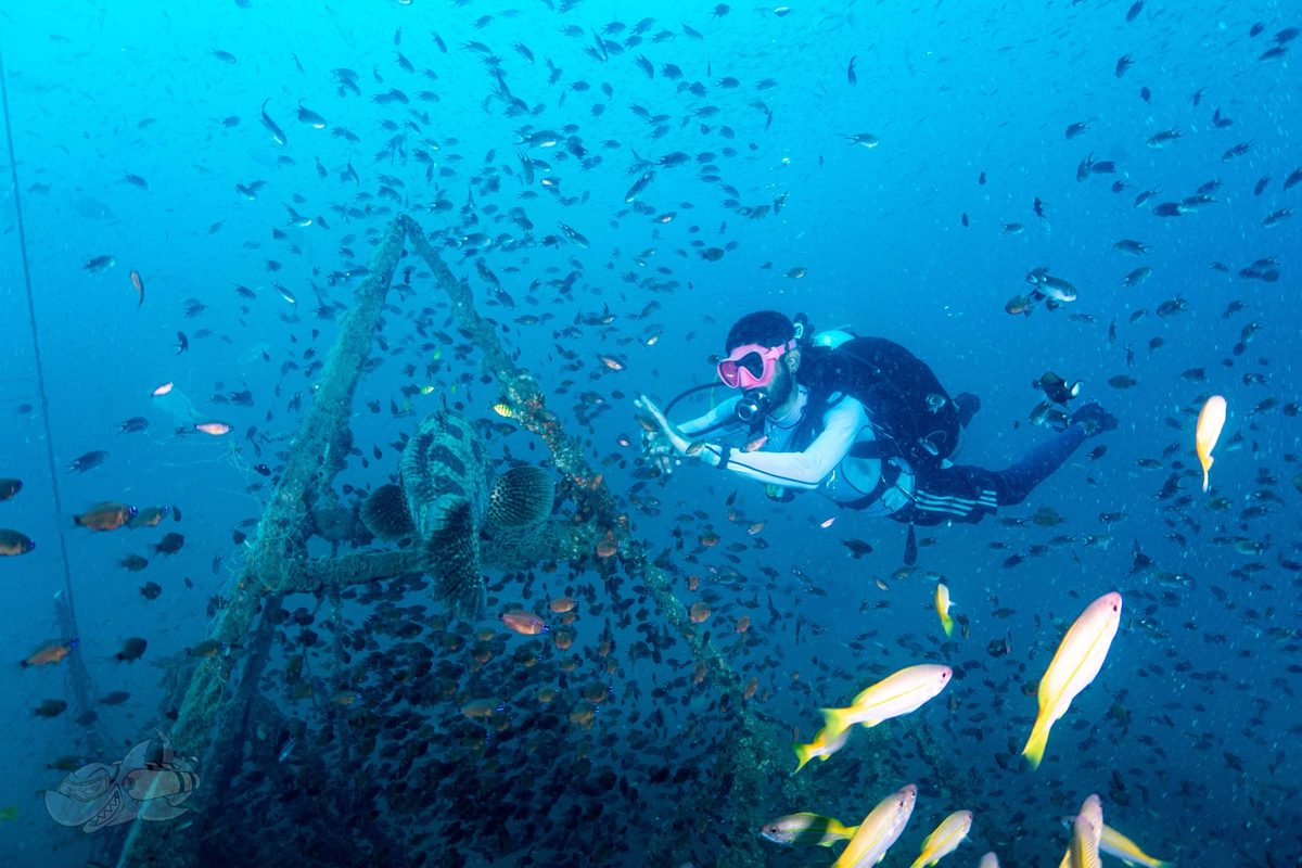 Diver alongside a triangular wreck structure swarming with baitfish and yellow snapper
