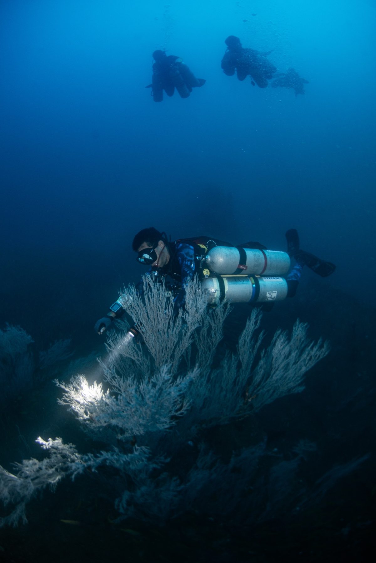 Technical diver in a twinset lighting black coral on a deep reef wall, two divers silhouetted above